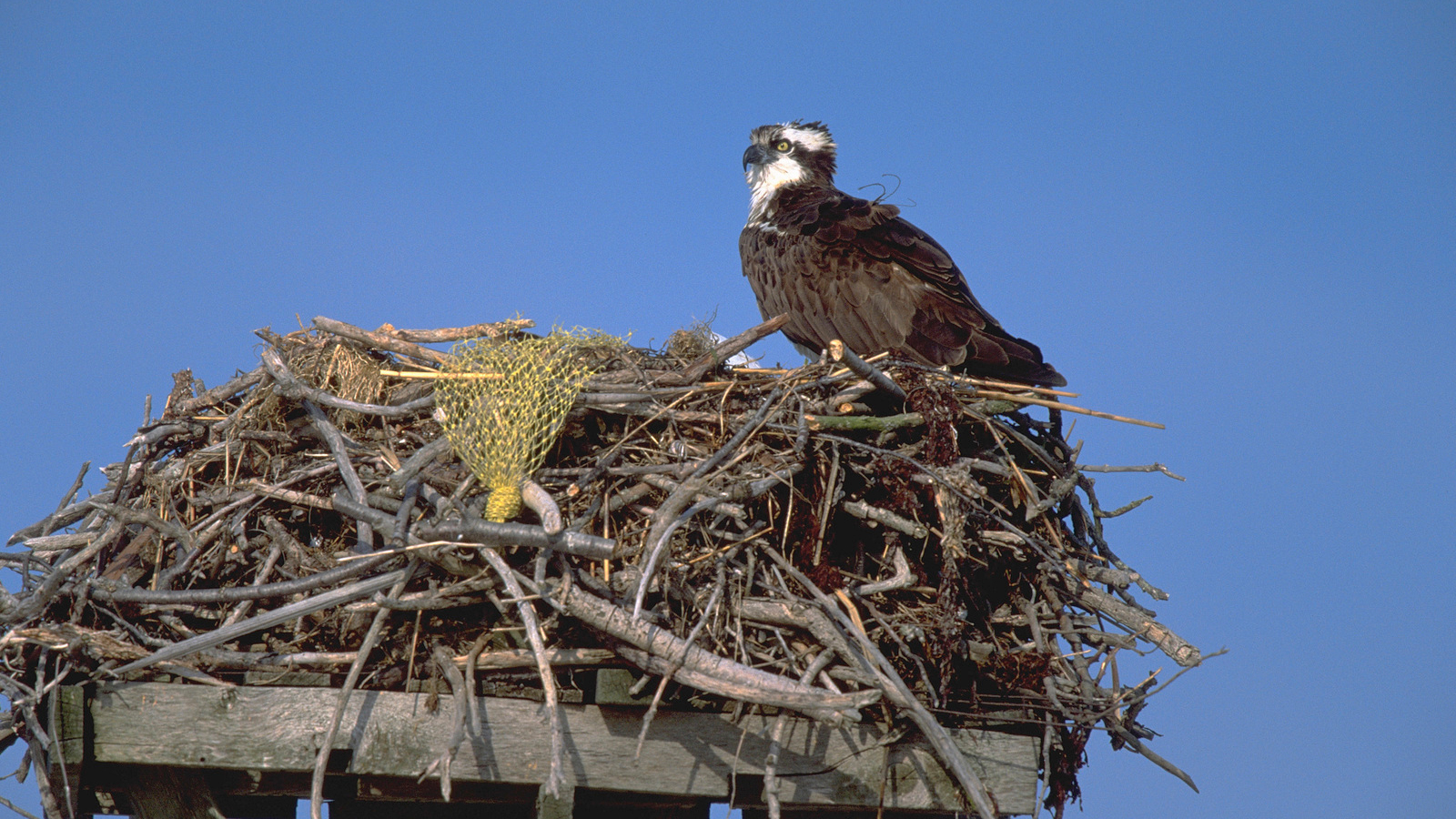 A nest that includes discarded fishing gear on Shelter Island in New York. Photo © Doug Wechsler