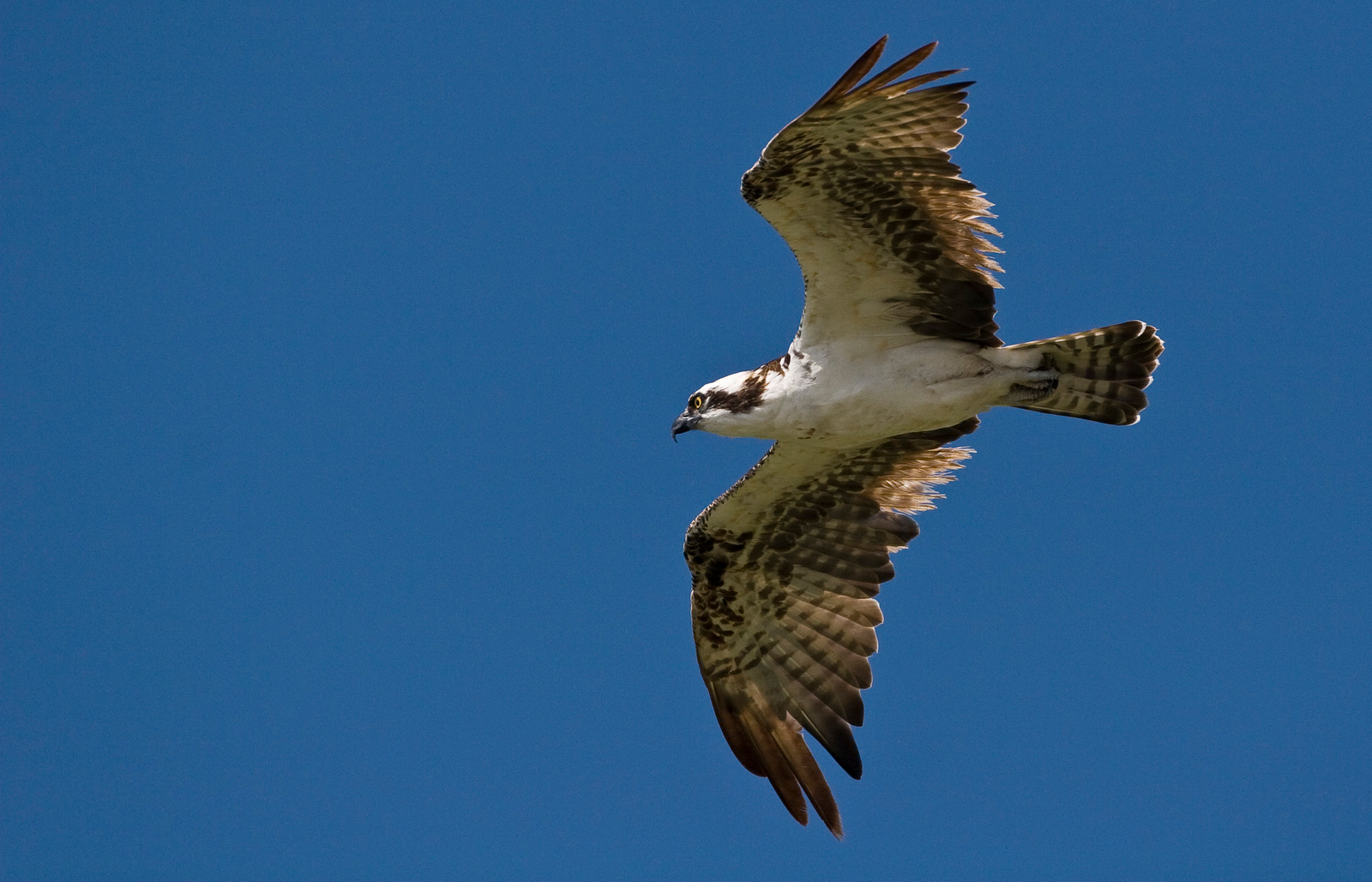 Osprey in flight. Photo © Kent Mason