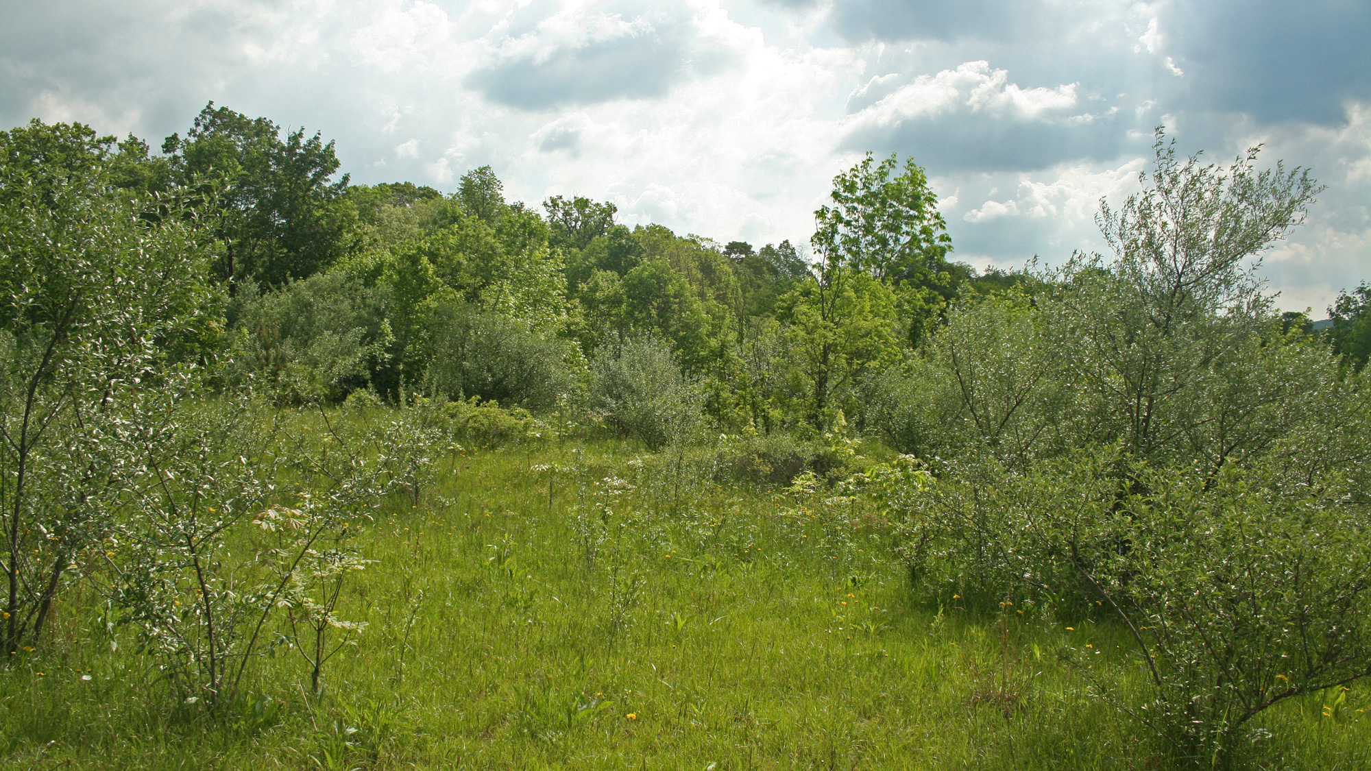 Young forest habitat in western Maryland. Photo © Matt Tillett / Flickr through a Creative Commons license