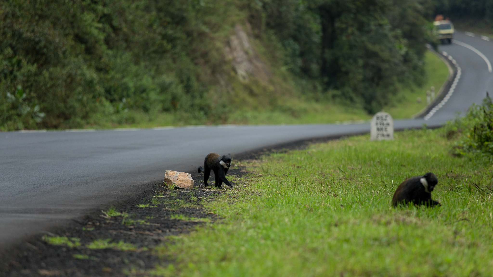 L'Hoest's monkeys crossing the highway in Nyungwe Forest National Park. Photo © Justin Raycraft / Flickr through a Creative Commons license
