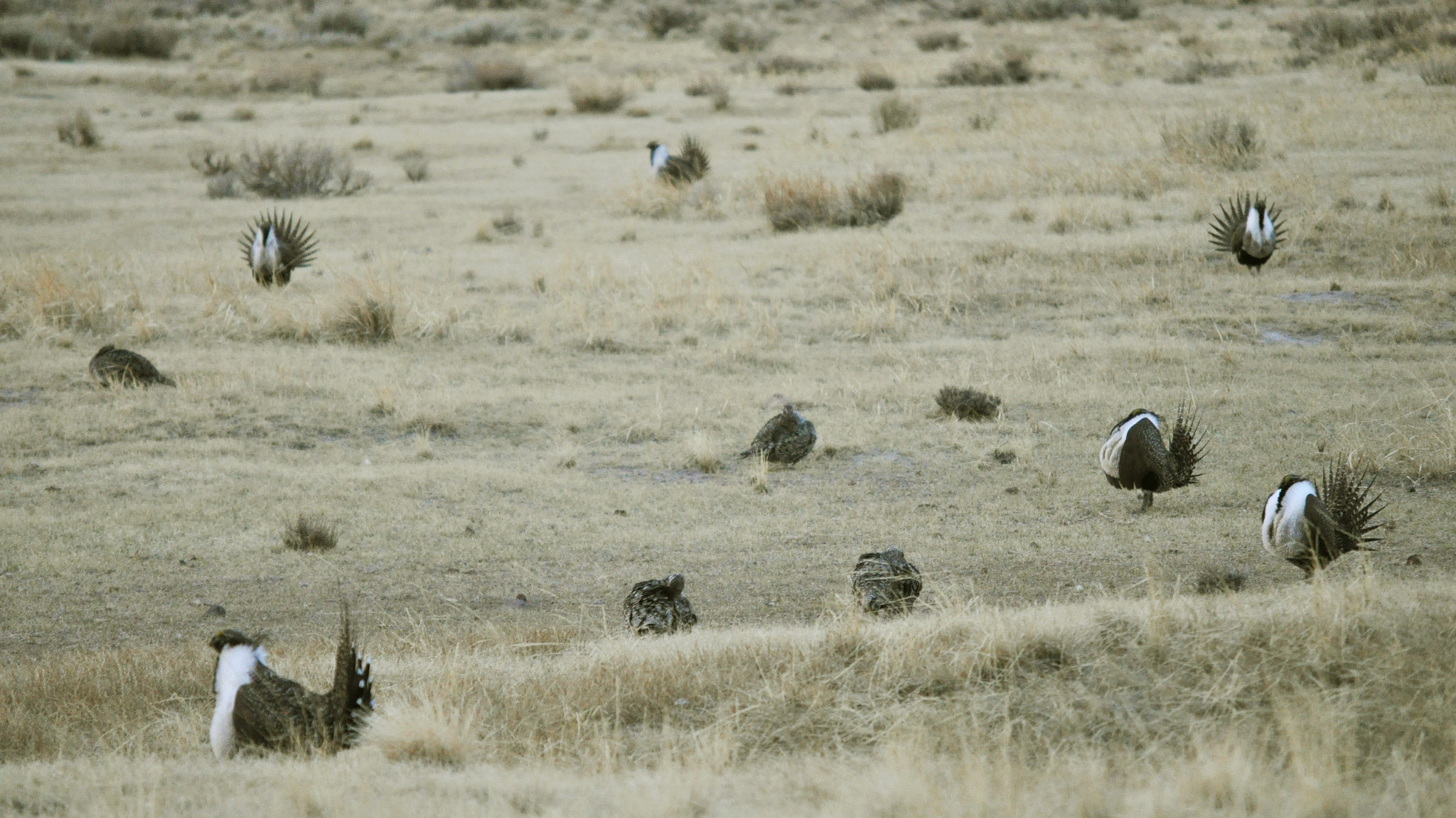Greater sage-grouse lek near Bodie, California. Photo © Jeannie Stafford/USFS through a Creative Commons license