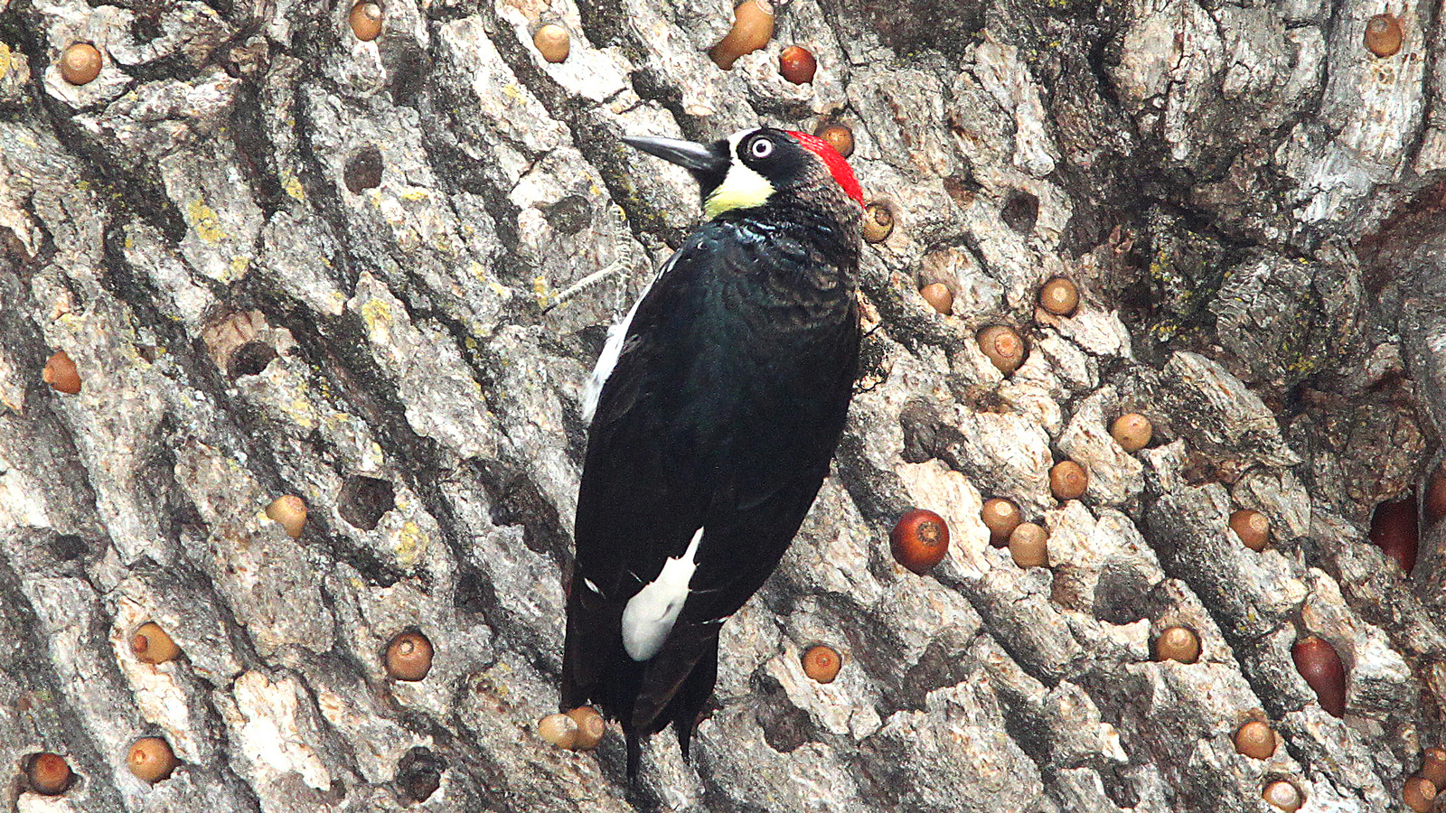 Acorn woodpecker at granary tree. Photo © ALAN SCHMIERER / Flickr in the Public Domain