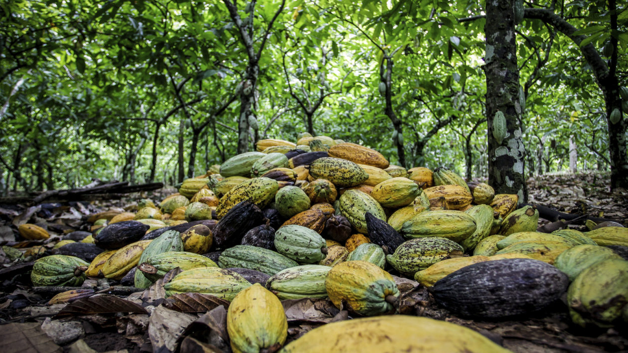  Cocoa in São Félix do Xingu, on the Brazilian Amazon. Photo © The Nature Conservancy (João Ramid)