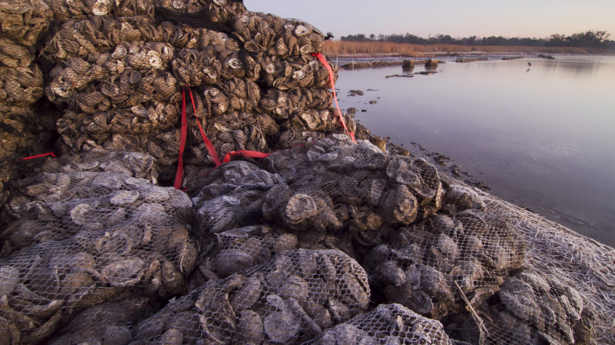 Oyster reef restoration in Mobile Bay, Alabama. Photo © The Nature Conservancy (Erika Nortemann)
