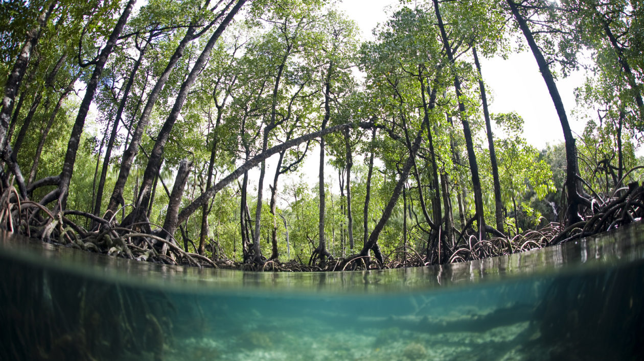 A blue water mangrove provides critical habitat for juvenile reef fish in Raja Ampat, Indonesia. Photo © The Nature Conservancy (Ethan Daniels)