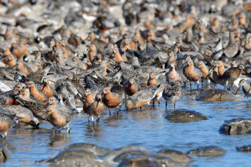 Red Knots and horseshoe crabs on the shore of Delaware Bay © Gregory Breese/USFWS