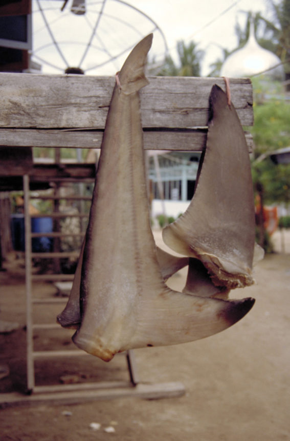 Drying shark fins in the Papagaran village of Komodo National Park in Indonesia. Photo © Maya Gorrez/The Nature Conservancy