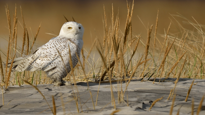 Understanding the Nomadic Habits of Snowy Owls - Cool Green Science