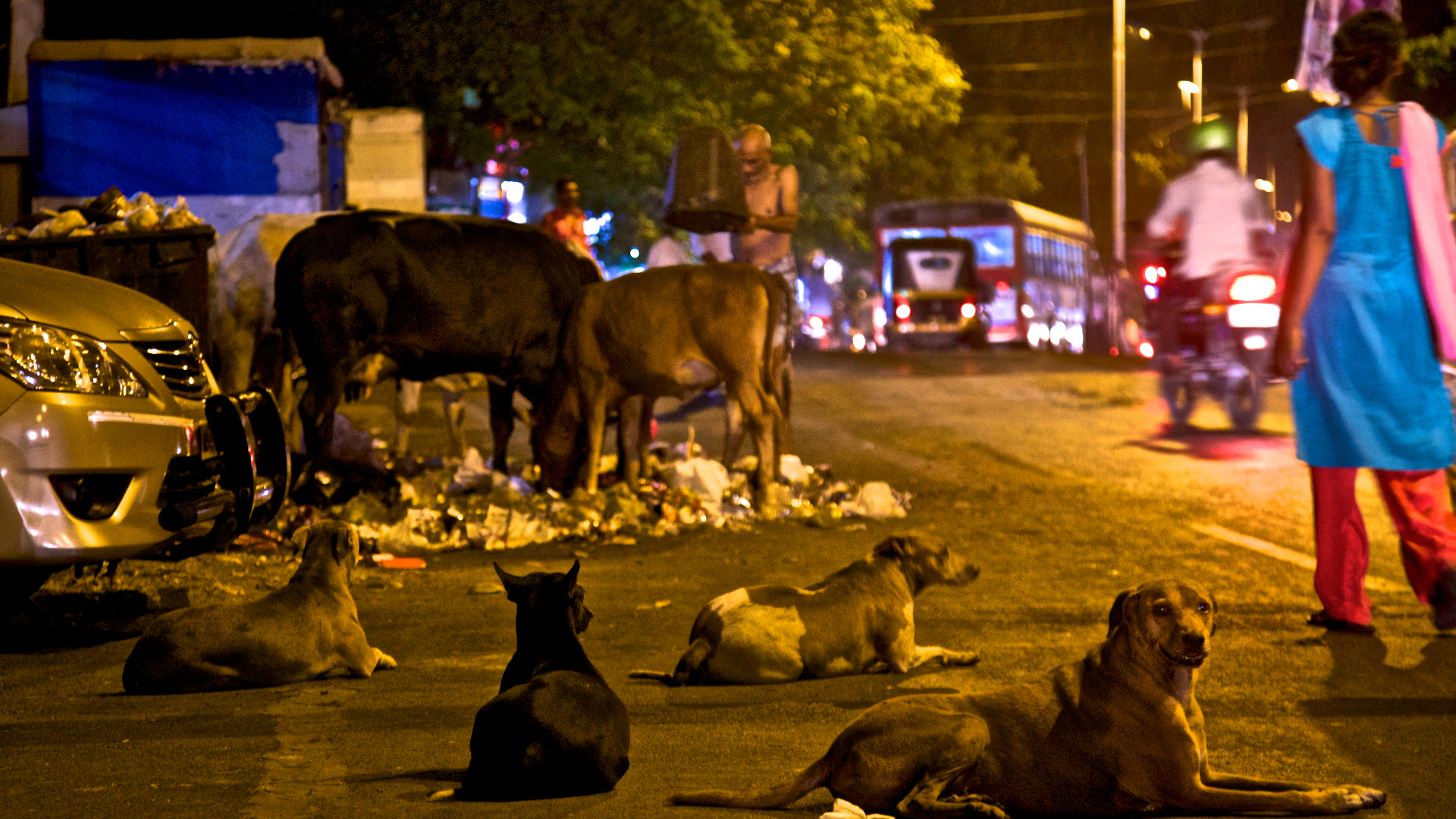 what do feral dogs eat