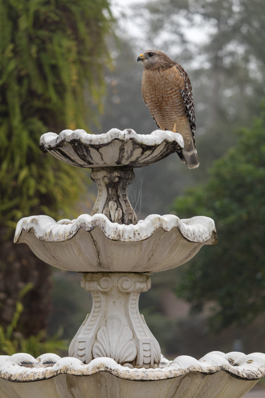 hawks bird feeders