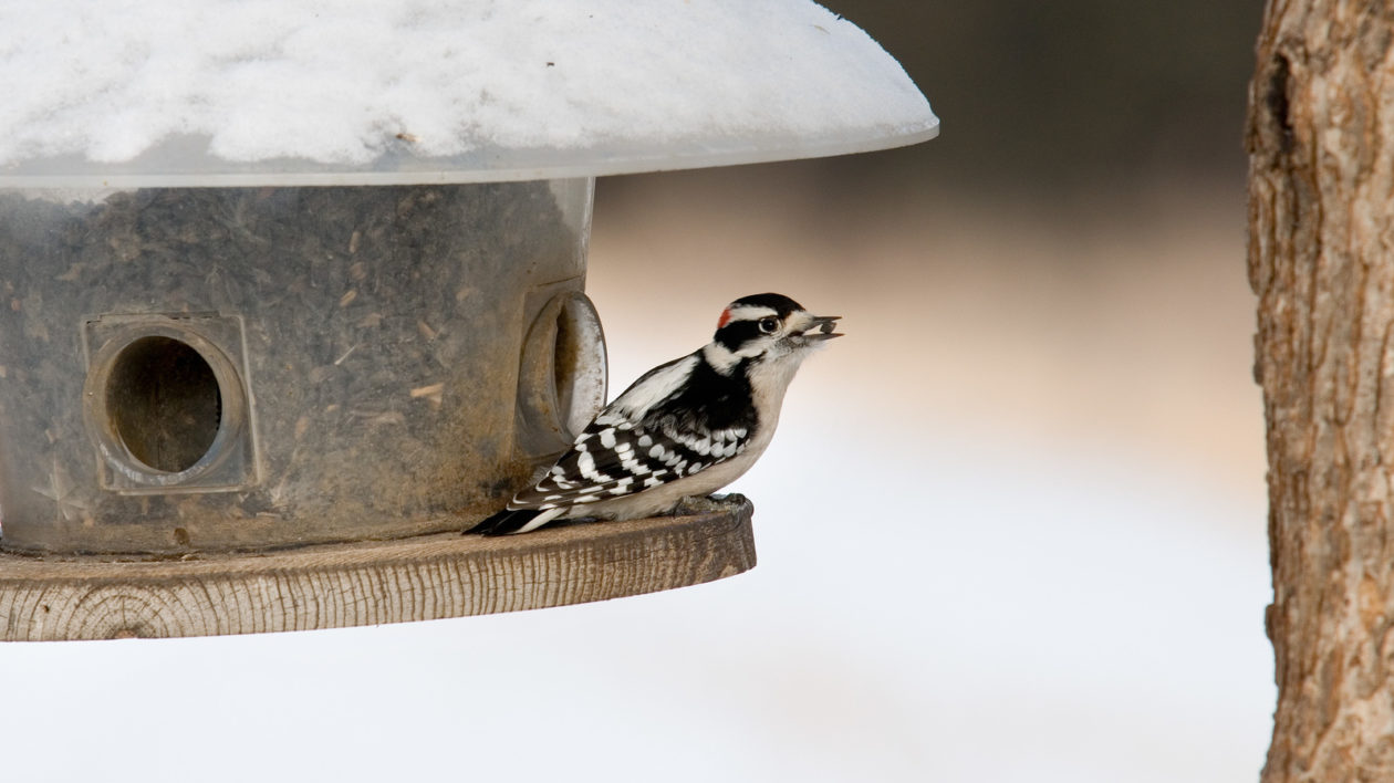 small black and white woodpecker with a red patch on his head at a snow-covered feeder with seed in its mouth