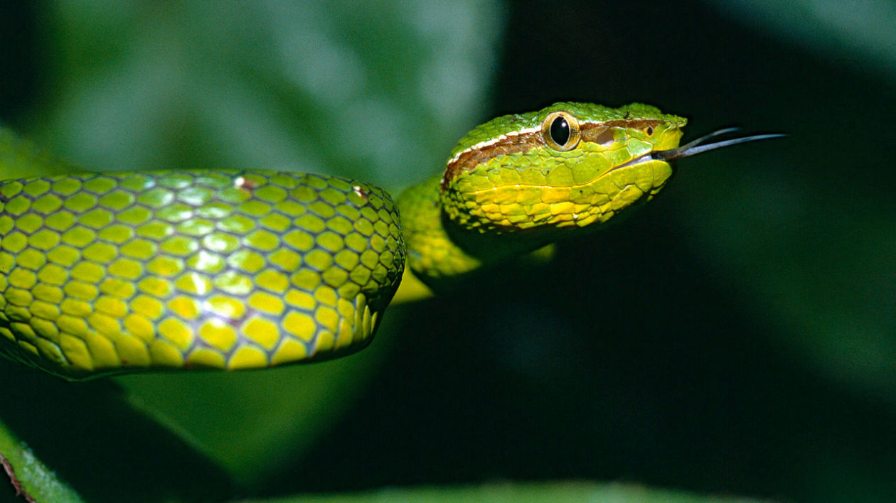 a green snake in a tree