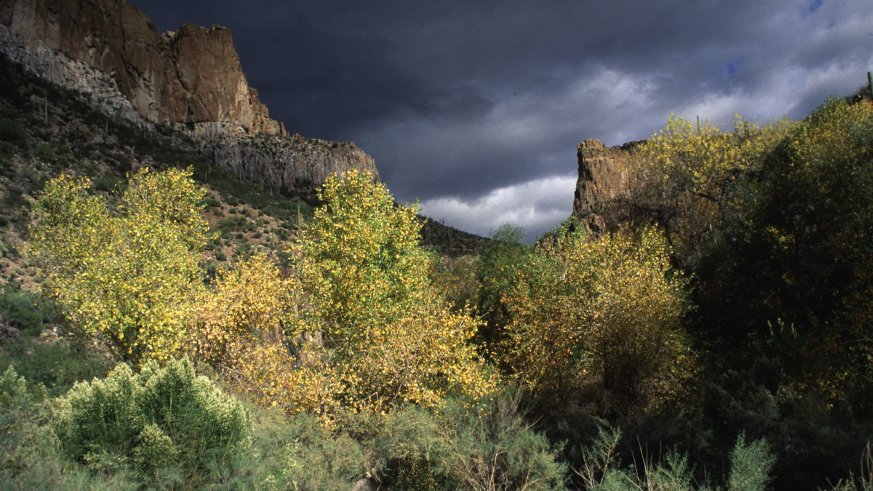 A creek, cliffs and willow trees
