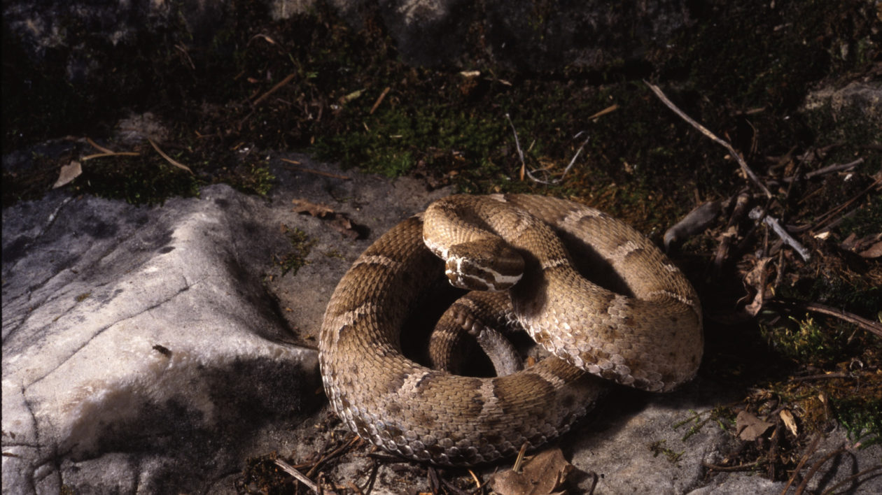 a rattlesnake curled up