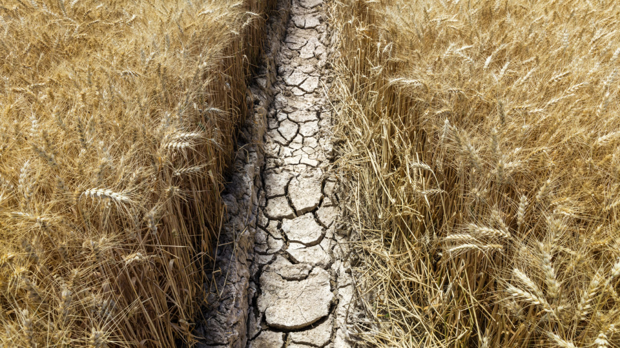 dry dirt in a wheat field