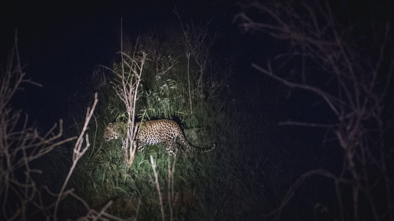 a leopard walking at night