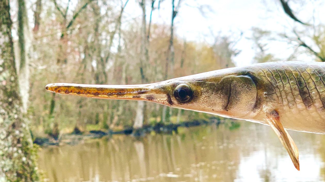 image of a gar fish with a sharp snout