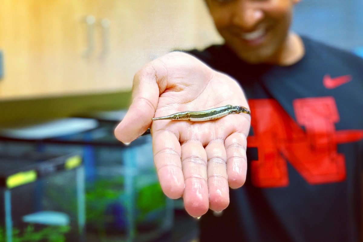a baby gar fish fits in the palm of a scientist's hand