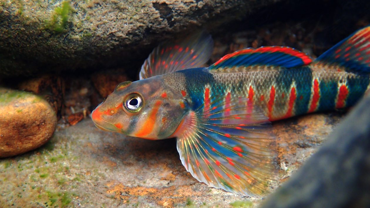 a colorful orange and blue fish