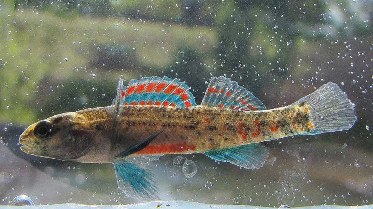 a colorful blue and red fish
