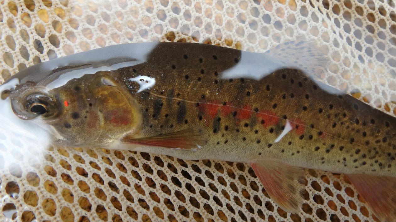 a small trout