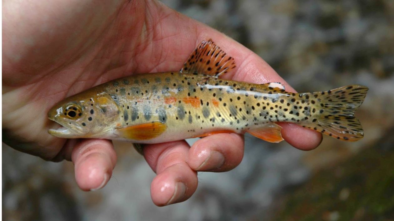 a small trout fish