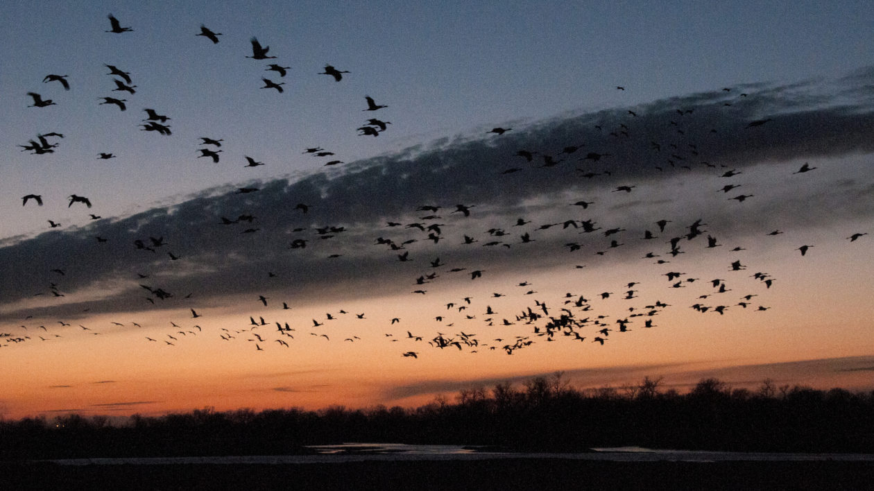 birds flying at sunset