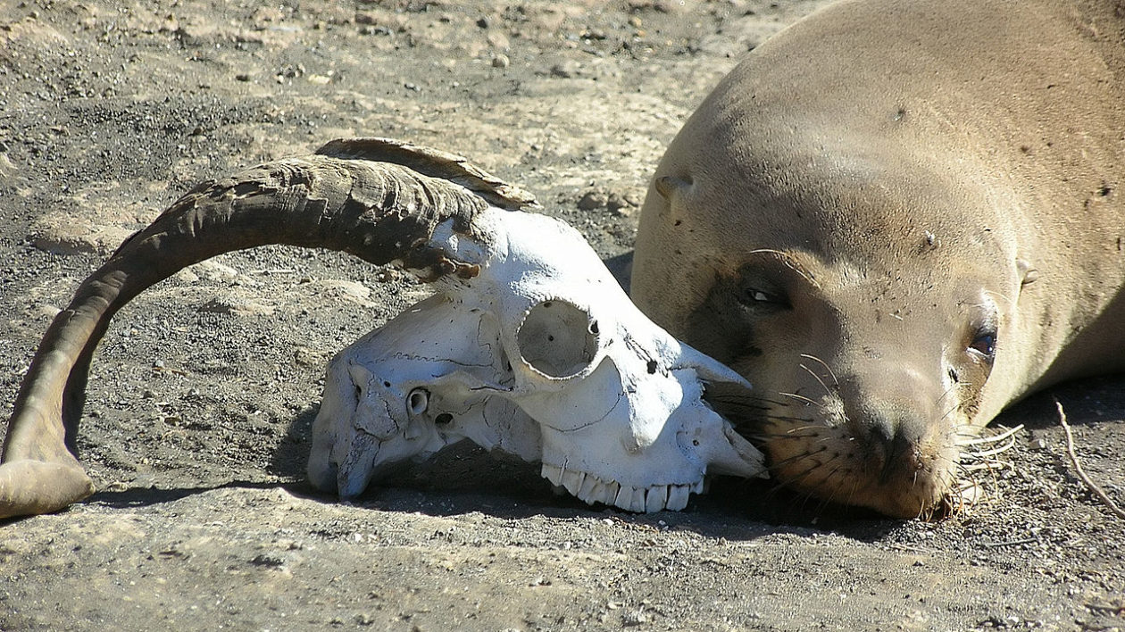 sea lion and skull