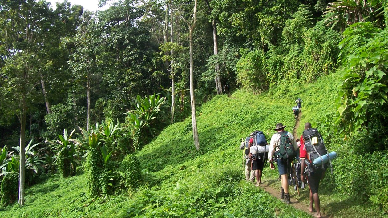 hikers in jungle