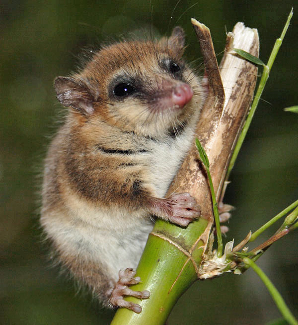 tiny marsupial on bamboo