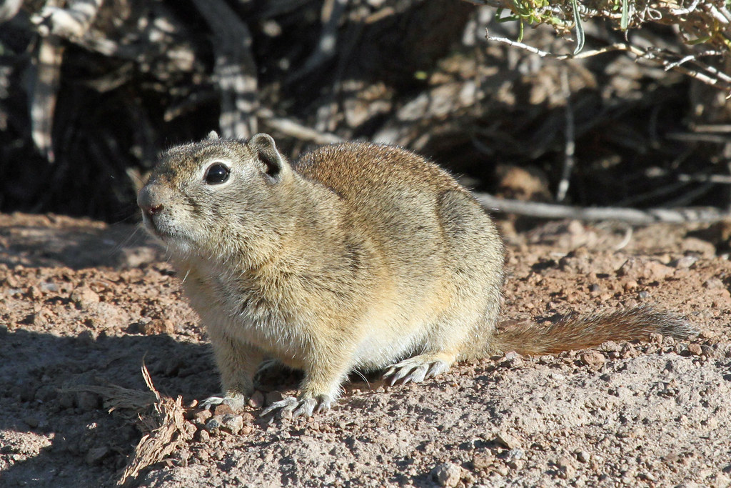 small ground squirrel