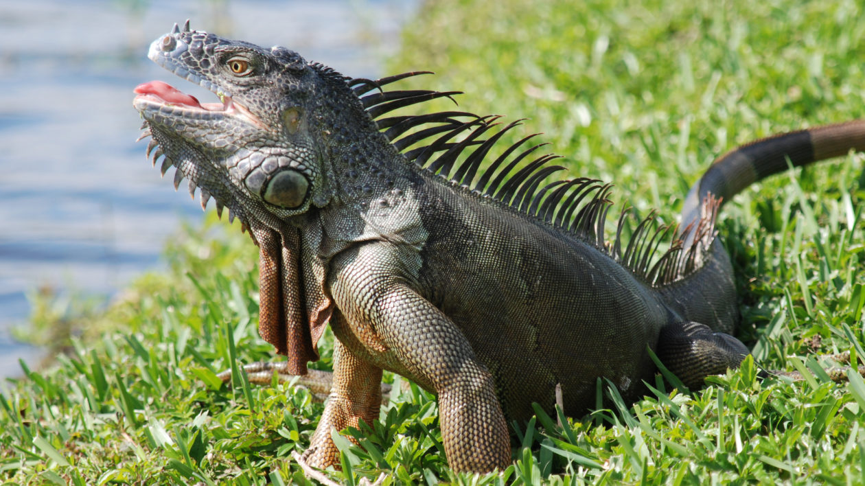 iguana looking angry