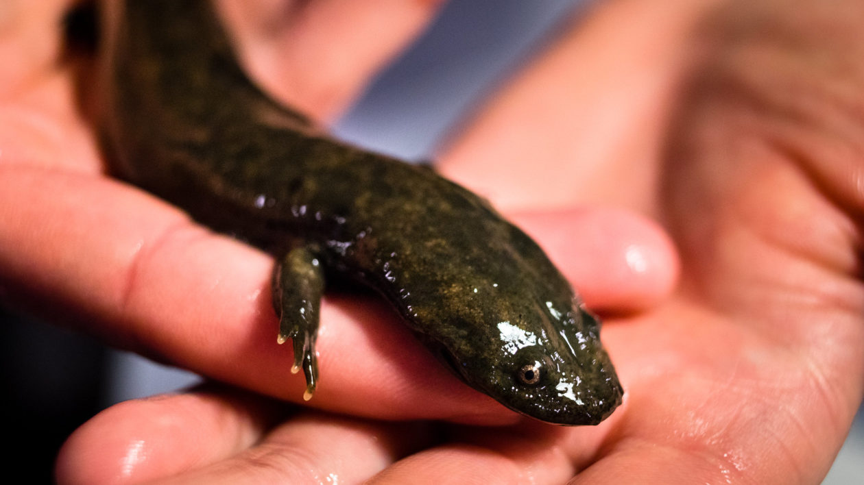salamander in someones hand