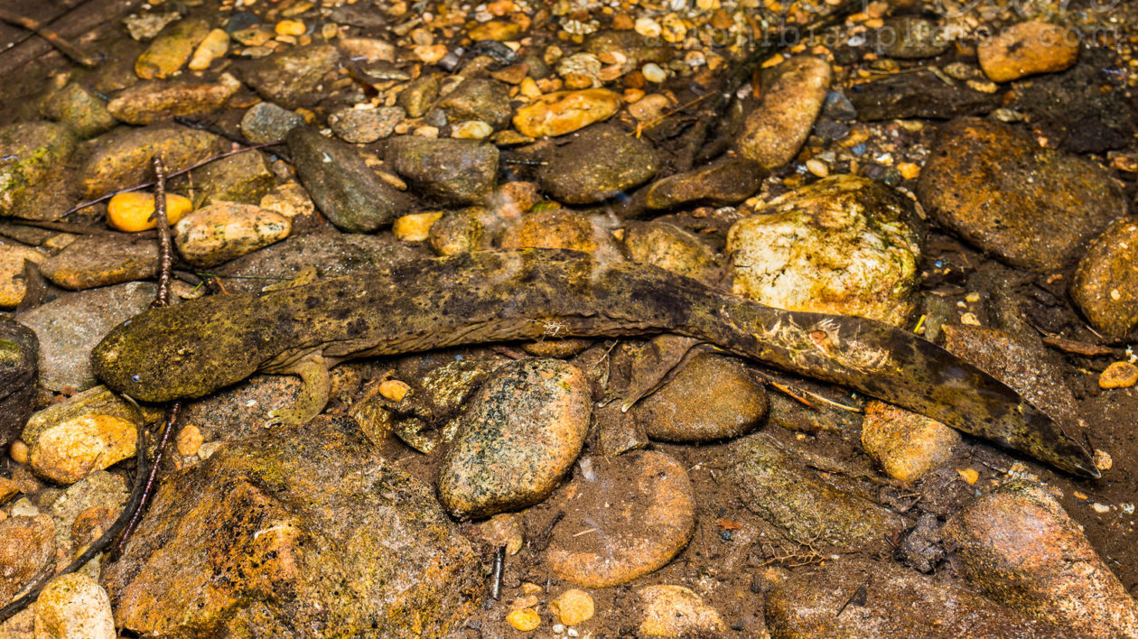 salamander and rocks