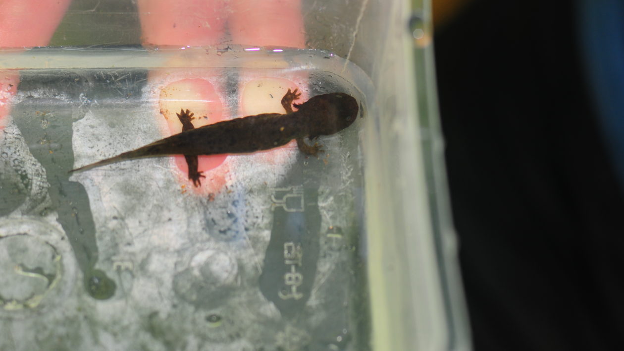 salamander in plastic tub