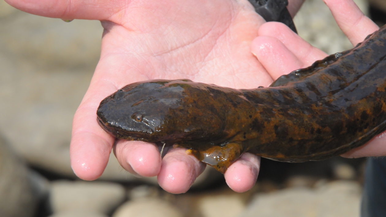salamander in someones hand