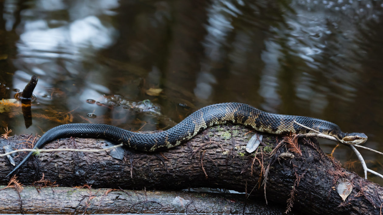 snake on log