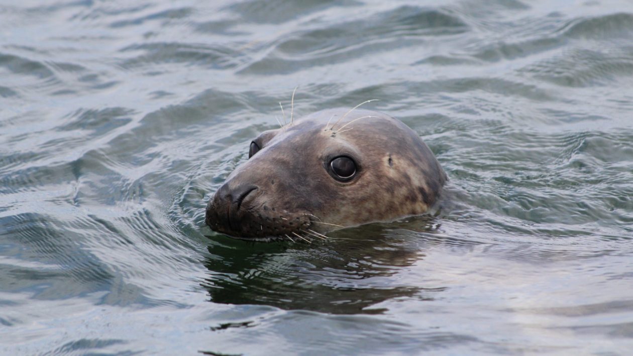 seal in water