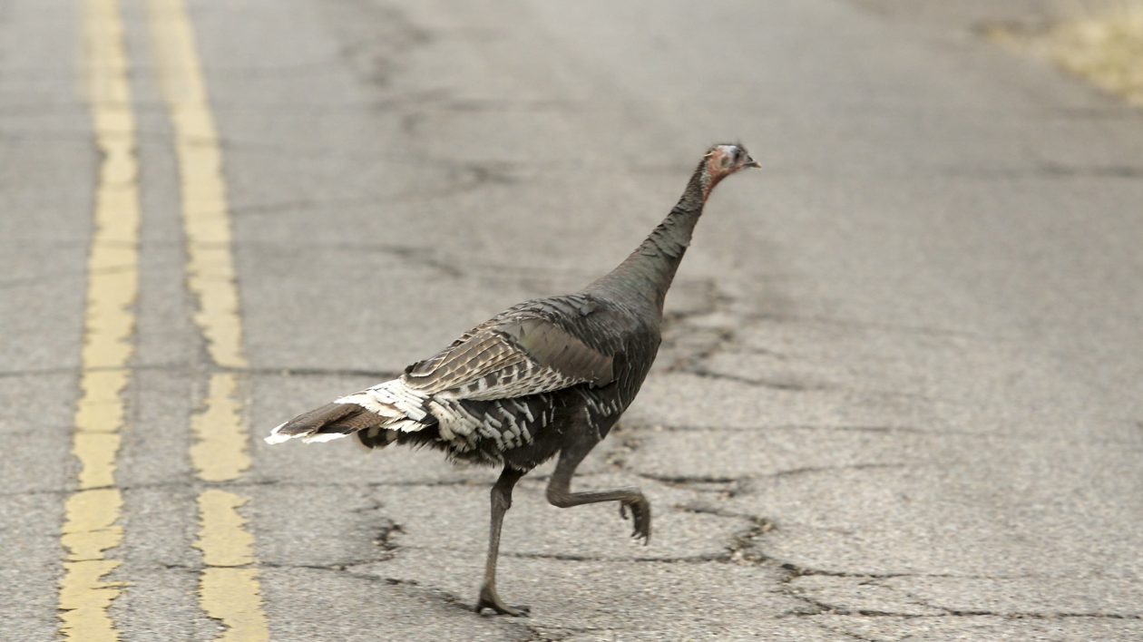 turkey on road