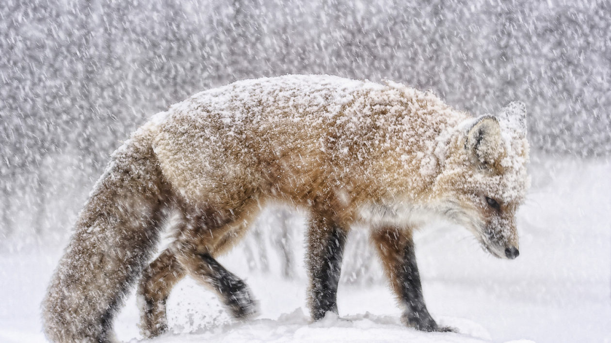  A red fox in the snow