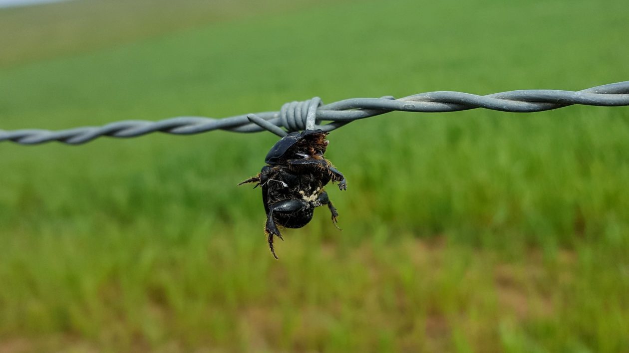 beetle on wire fence