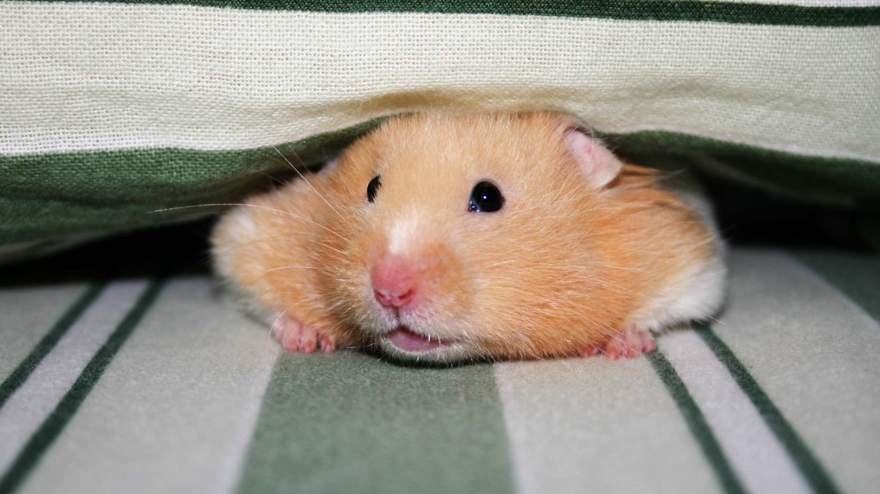 hamster under fabric