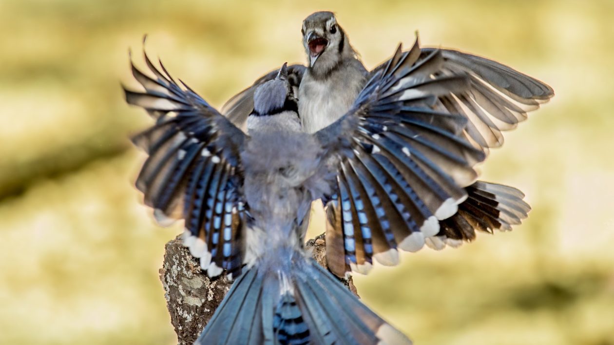 two fighting bluejays