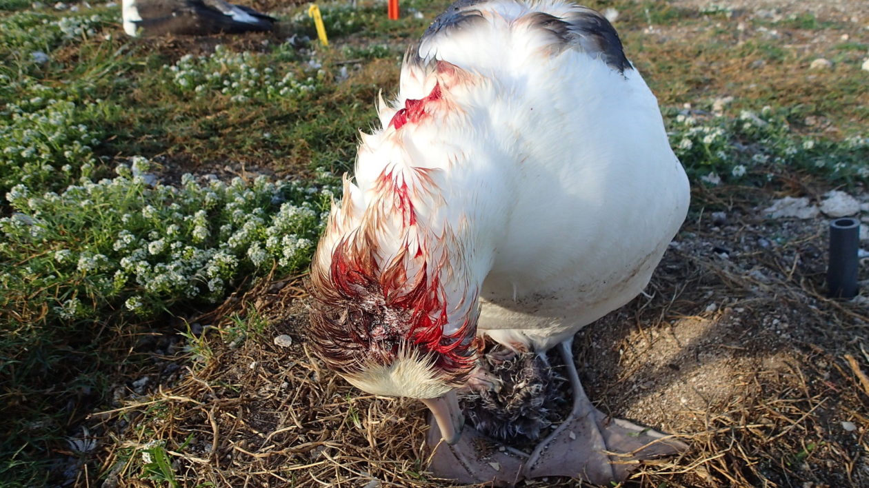 albatross with bloody head