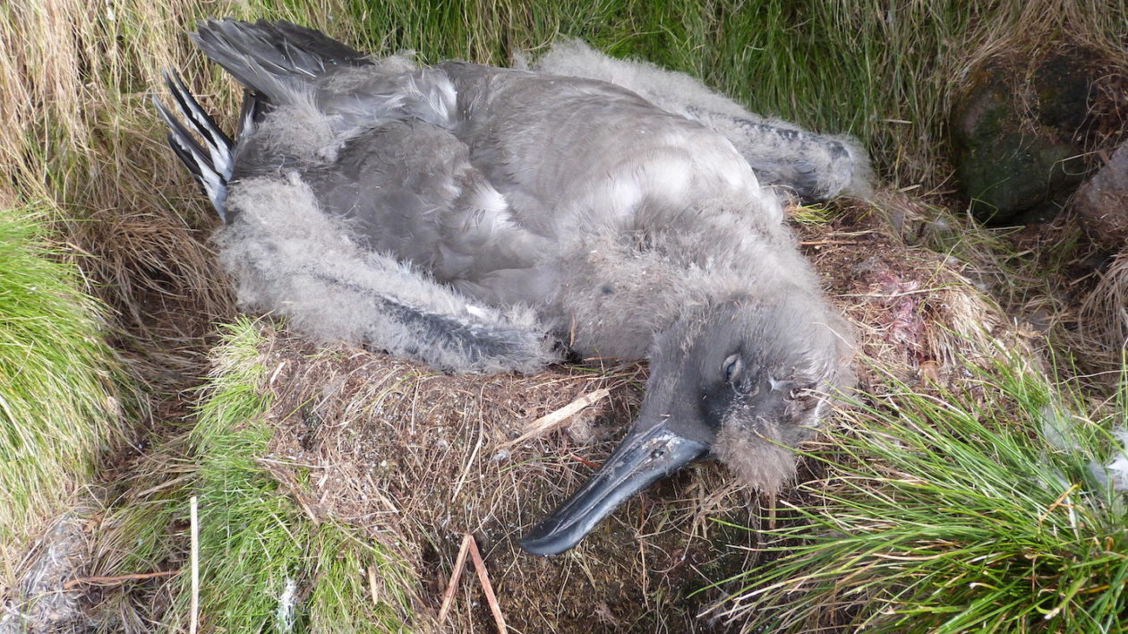 dead albatross