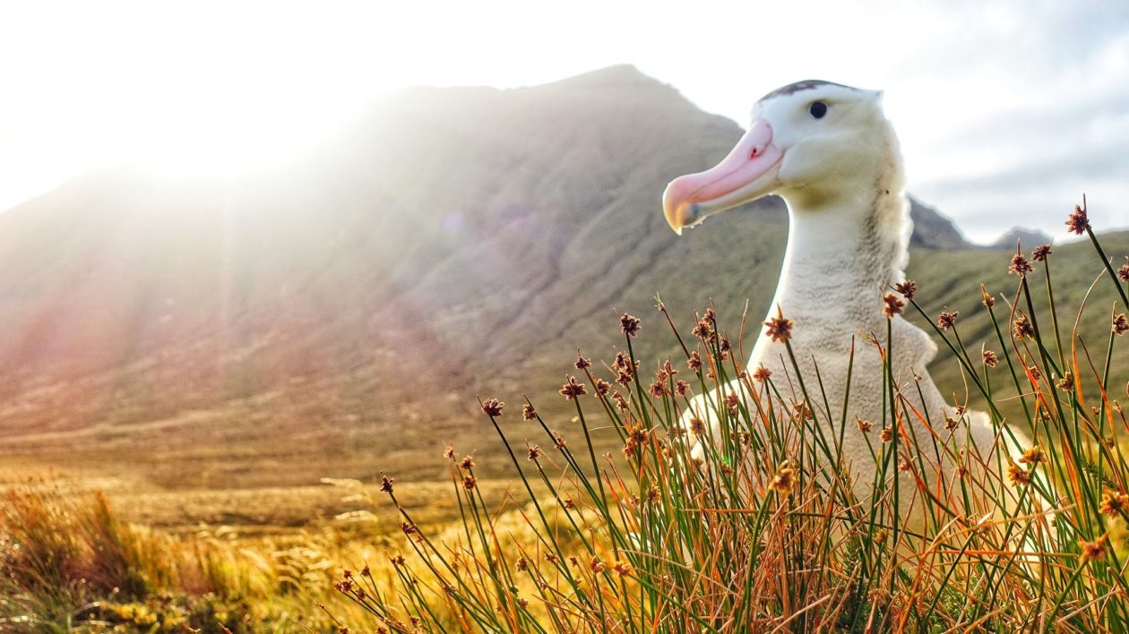 albatross with sun and mountain background