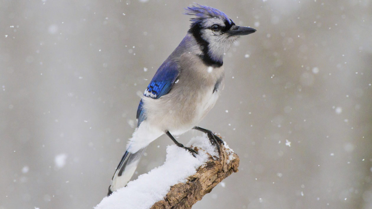 blue bird in snow