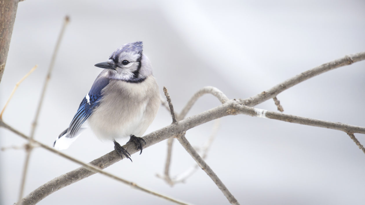 blue bird in branch in snow