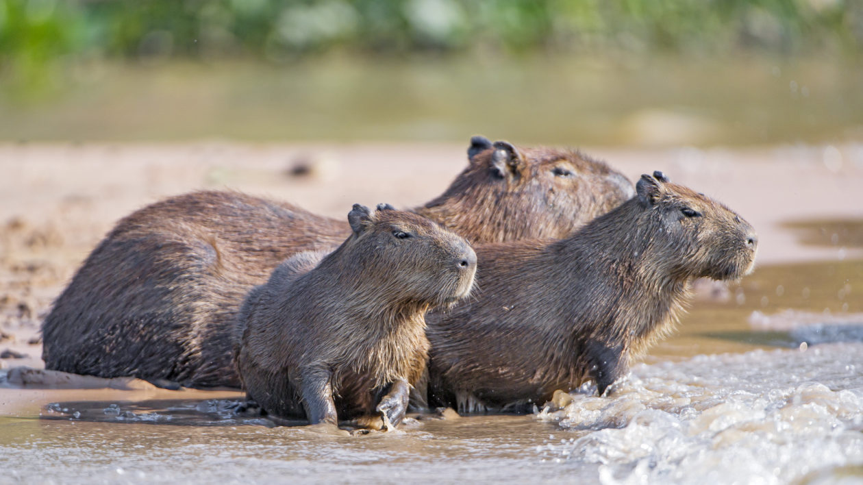 capybara about to go into water