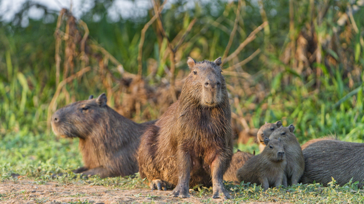 group of capybara